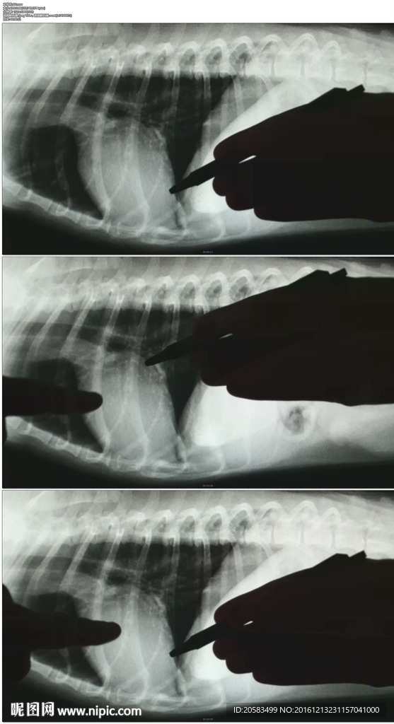 X光下的宠物骨骼心脏