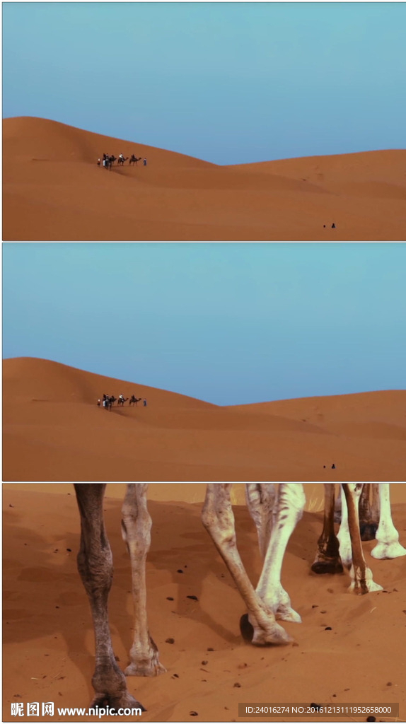 沙漠骆驼丝绸之路