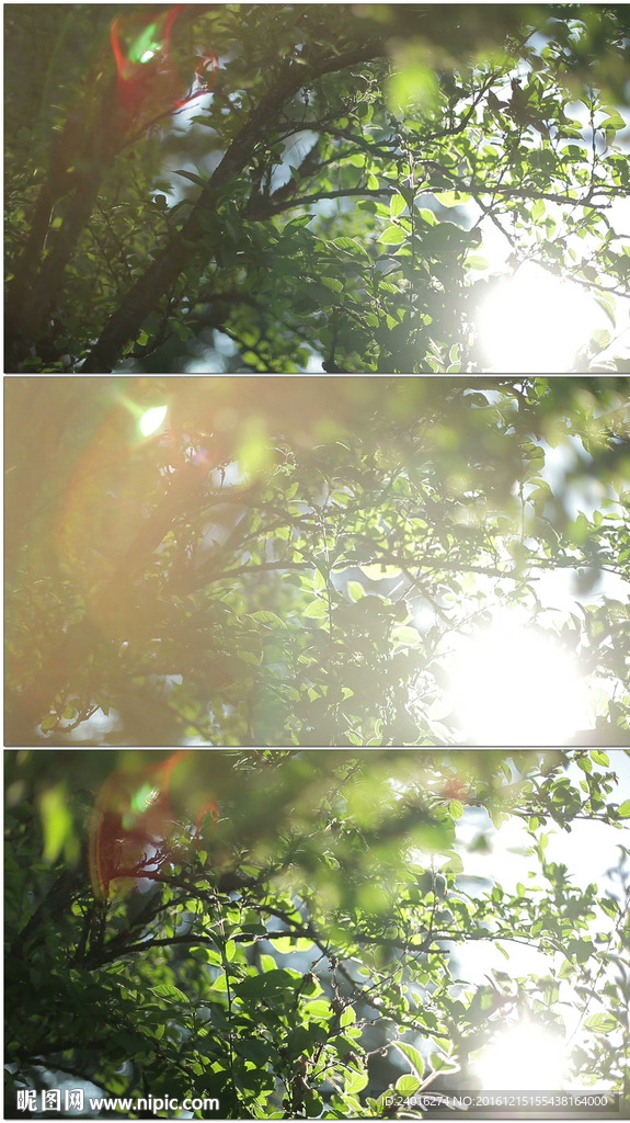 阳光穿透枝头树叶