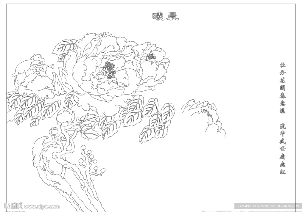 牡丹 晨曦
