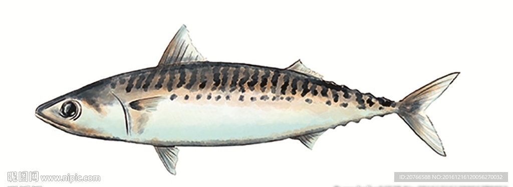 鼠绘马鲛鱼
