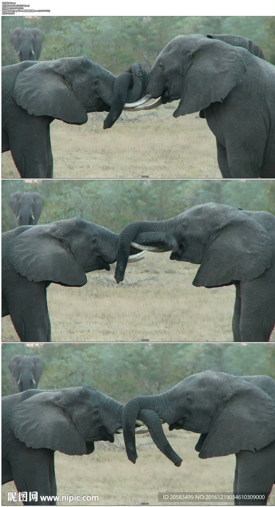 大象鼻子缠绕