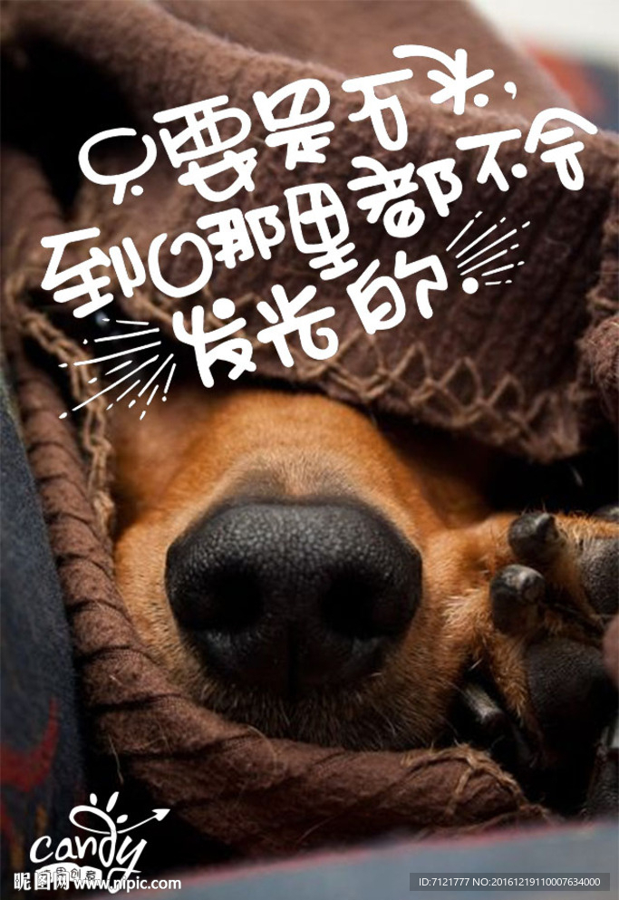 狗海报