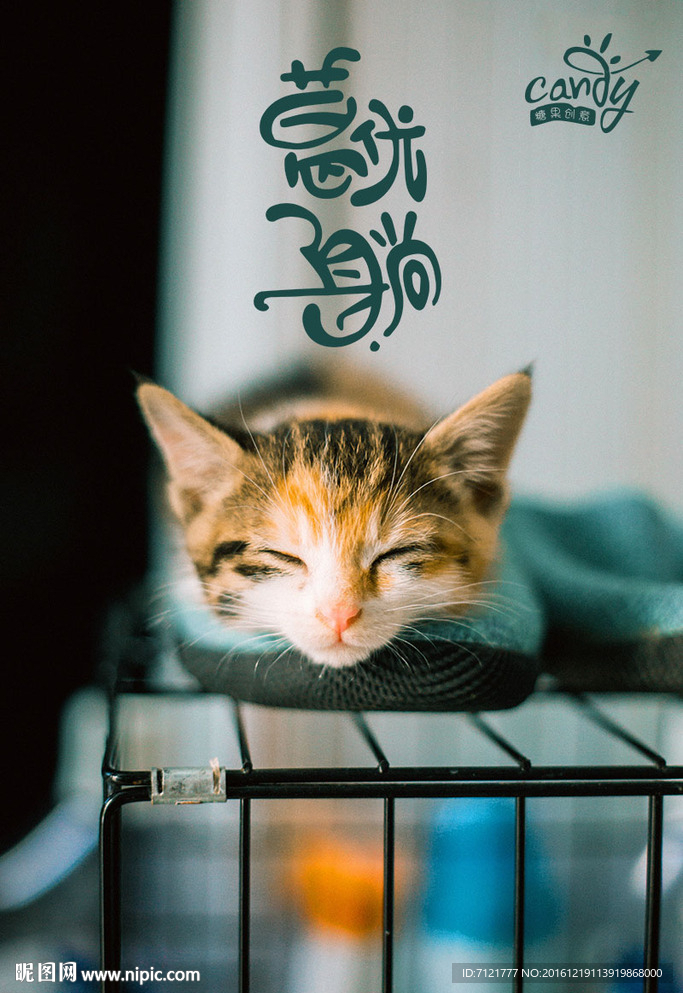 猫海报