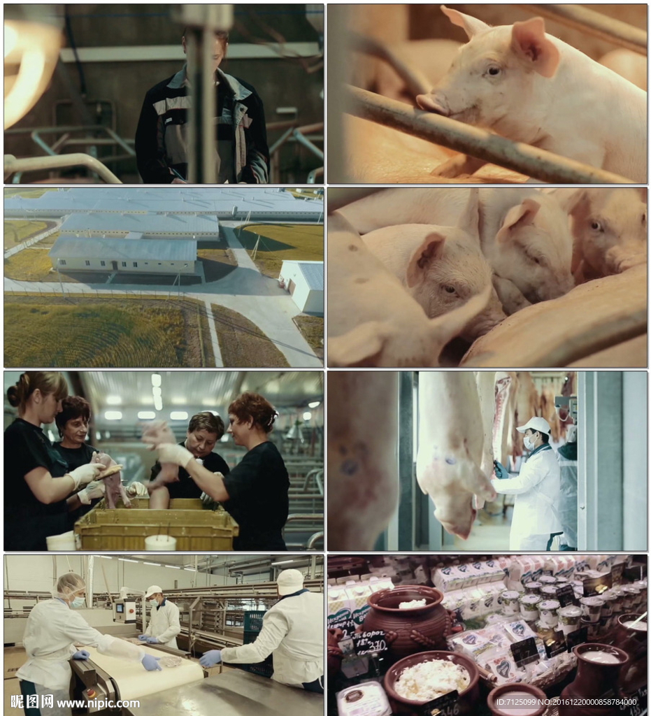 猪场养殖猪肉加工到销售渠道