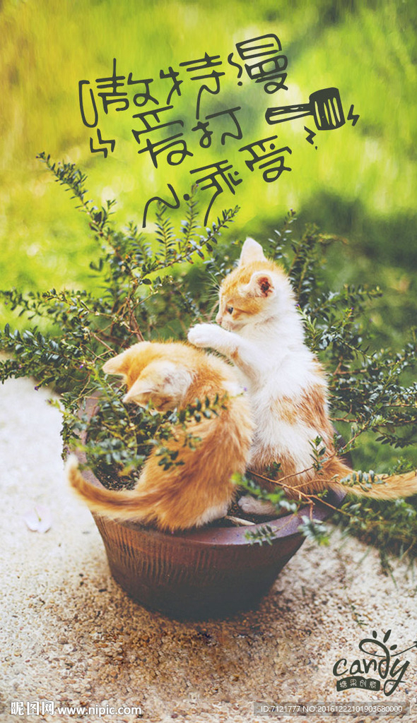猫海报