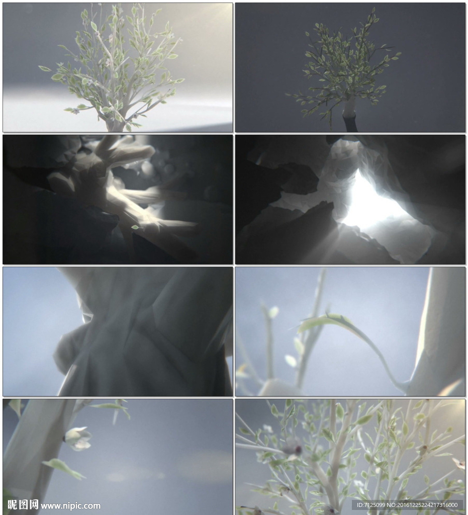 白树生长复苏枝头开花
