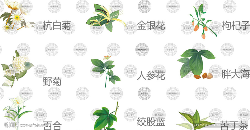手绘植物中药材
