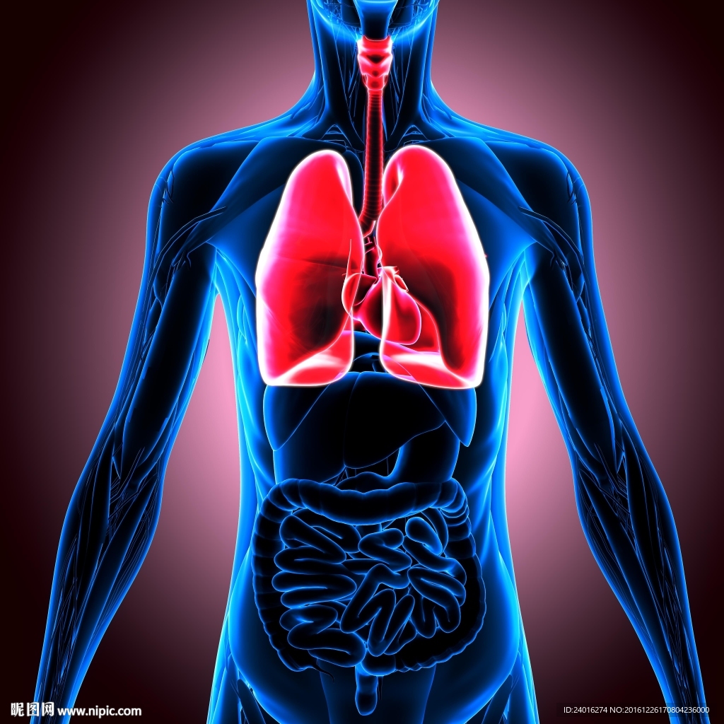 人体肾脏结构-下图为人体肾脏的内部结构示意图，据图回答问题。