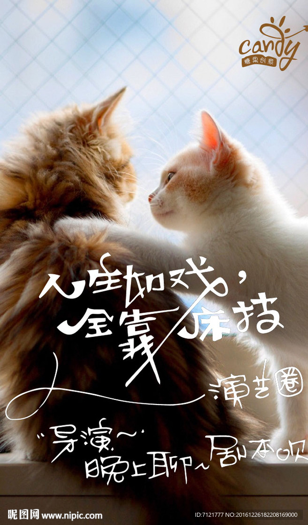 猫