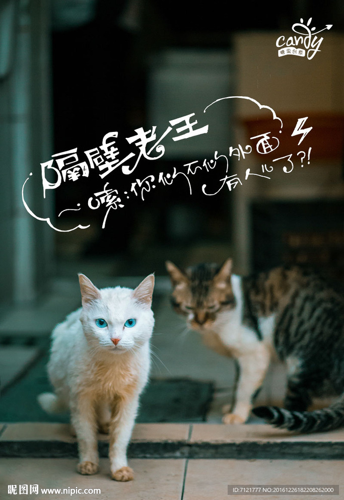 猫