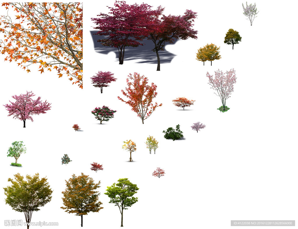 开花树素材
