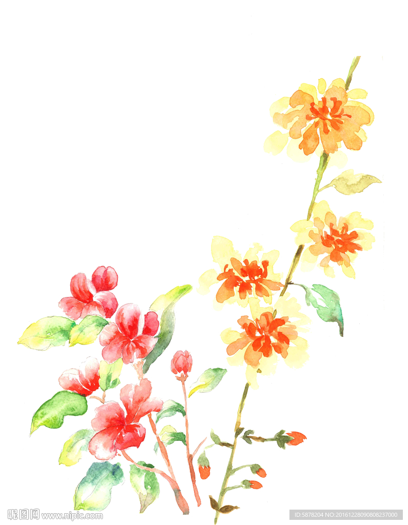 手绘水彩花卉