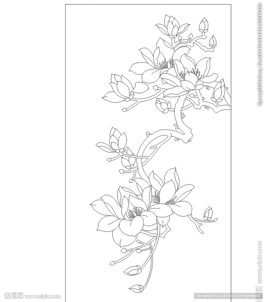 玉兰花 花枝