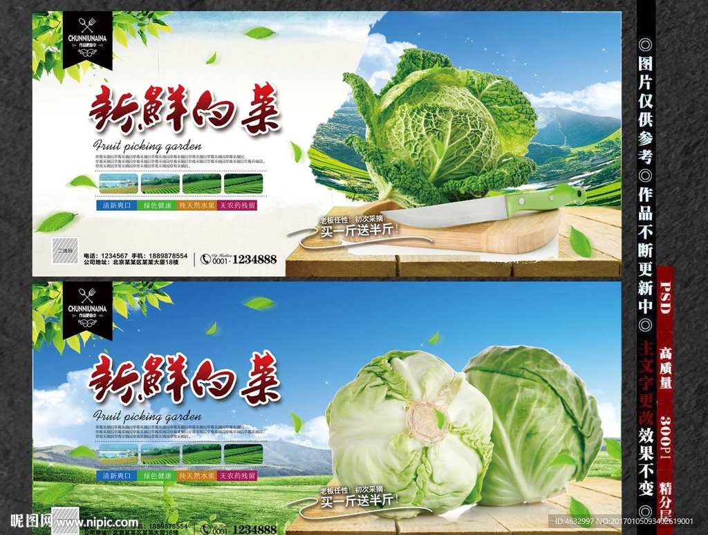 白菜