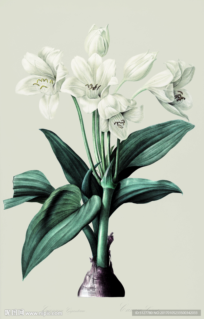 花语  装饰画 无框画 大花