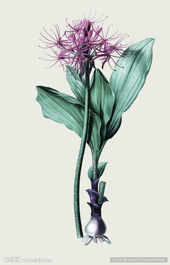花语  装饰画 无框画 大花