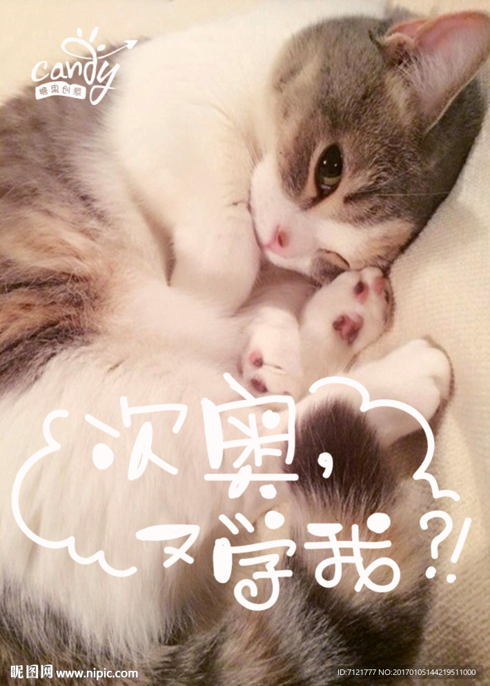 猫