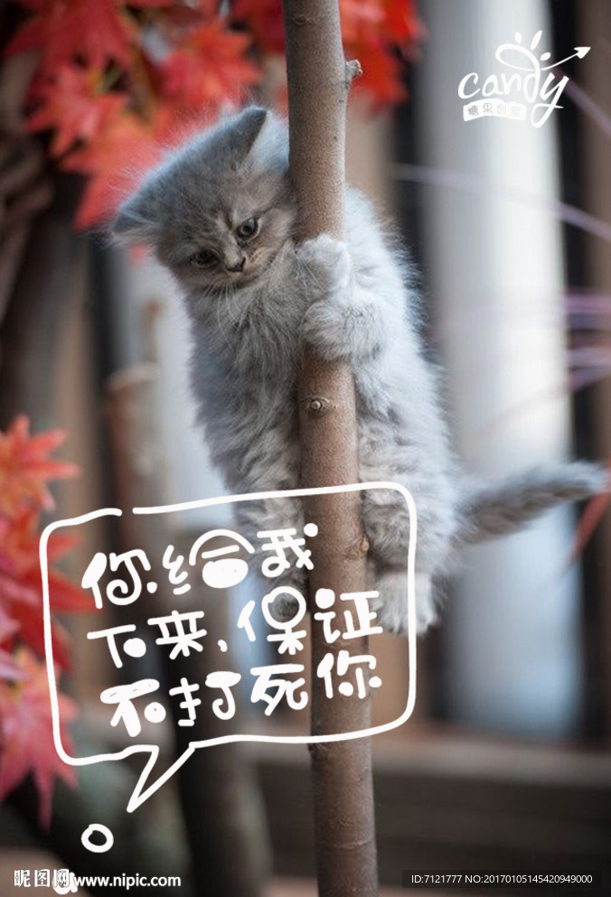 猫