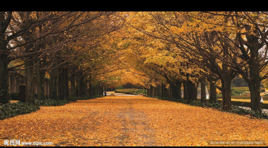 秋天落叶小路
