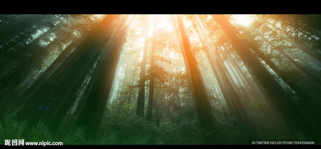 仰视 原始丛林led背景视频