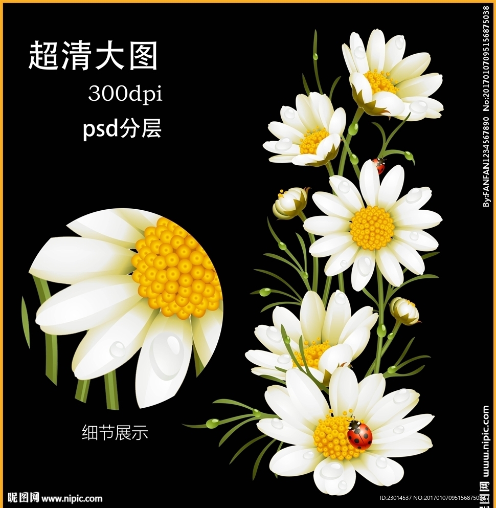 野菊花