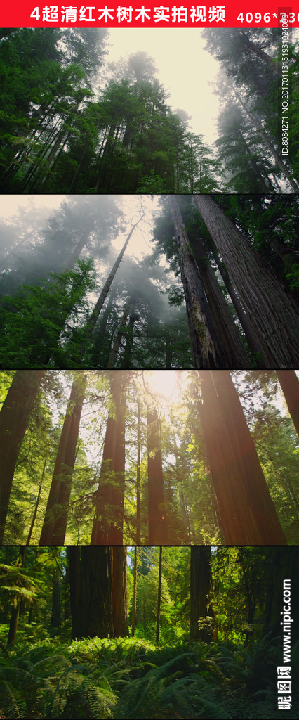 4K森林红木实拍4分钟