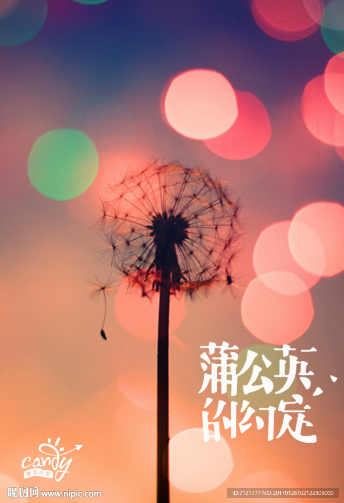蒲公英