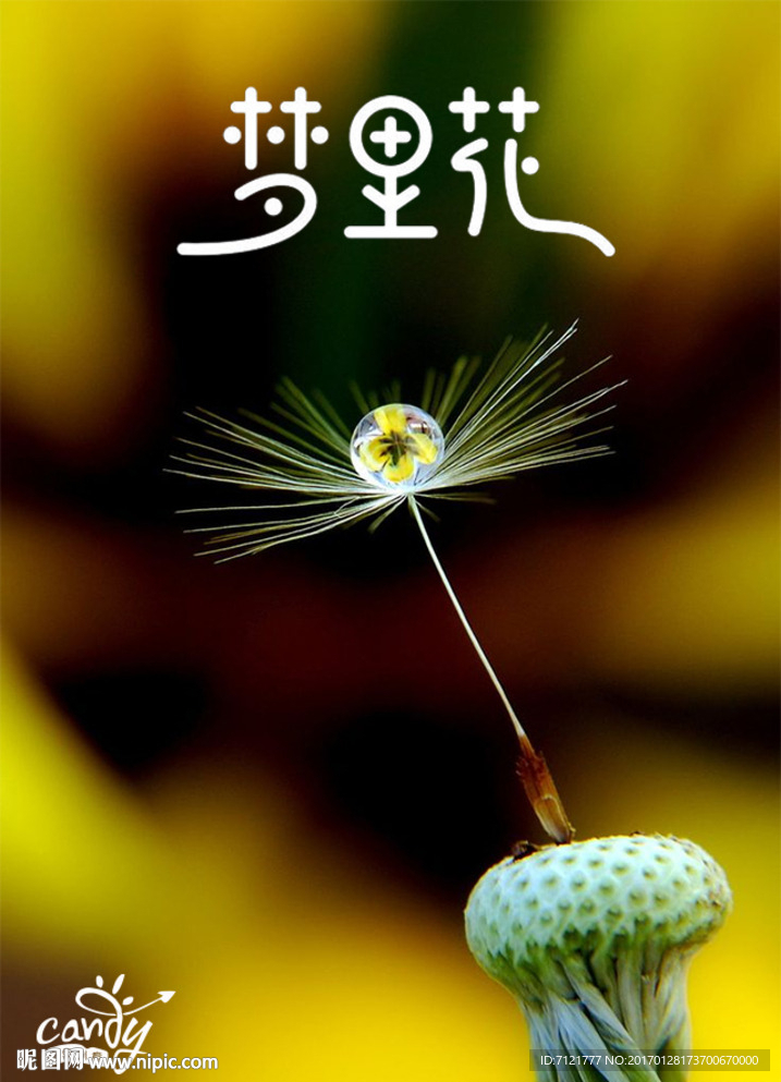 梦里花