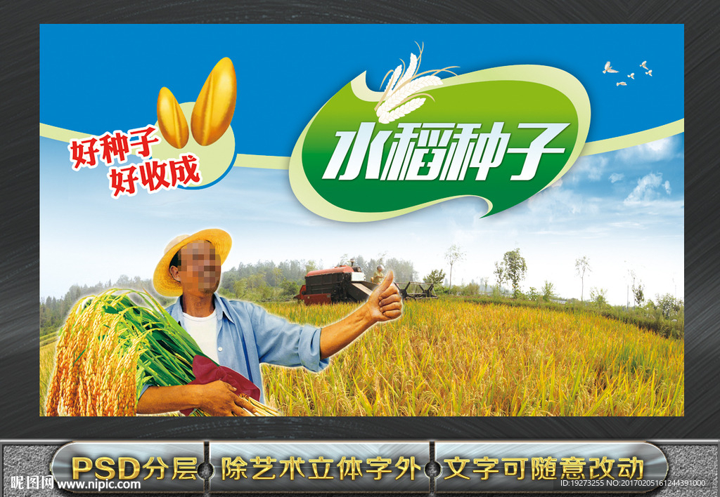 水稻种子