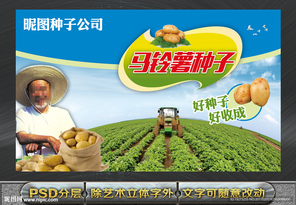 马铃薯种子