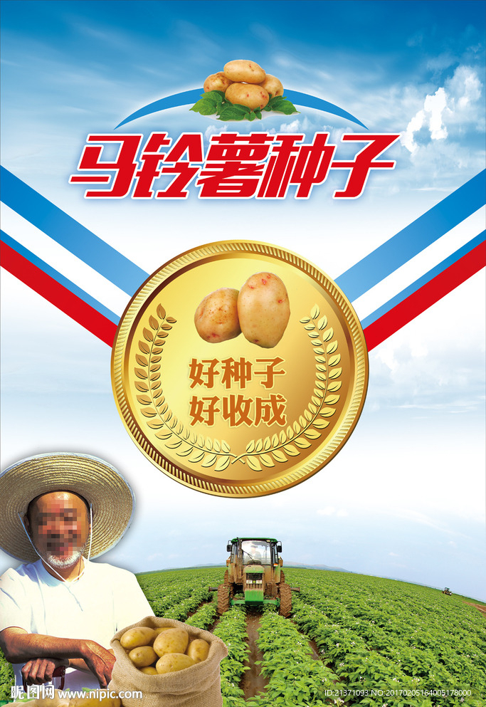 马铃薯种子