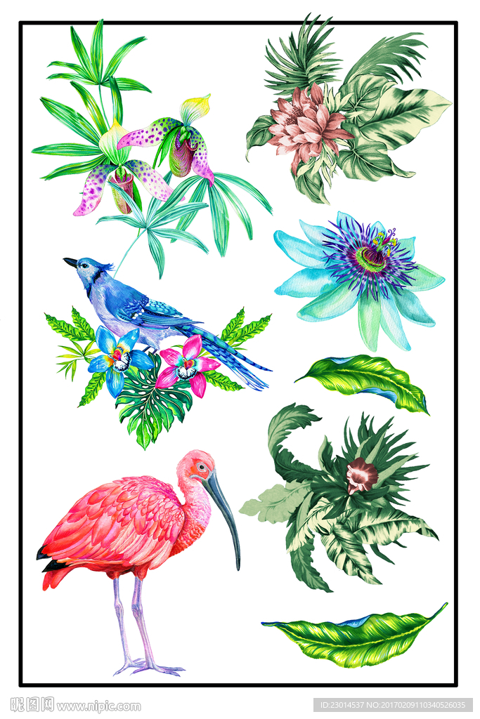 热带花鸟