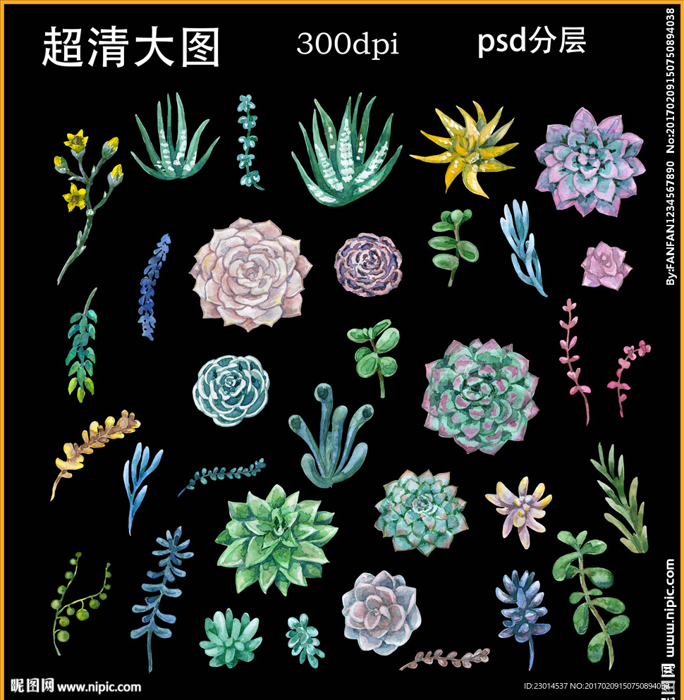 水彩多肉植物
