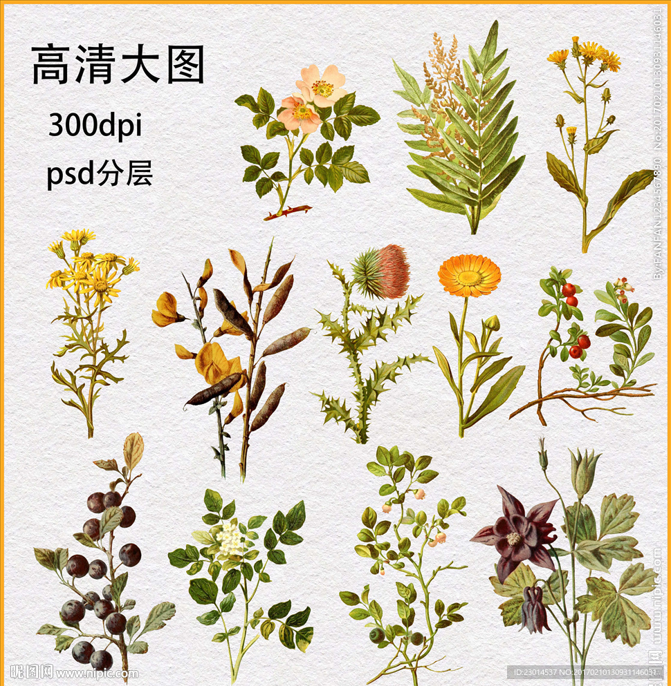 手绘植物