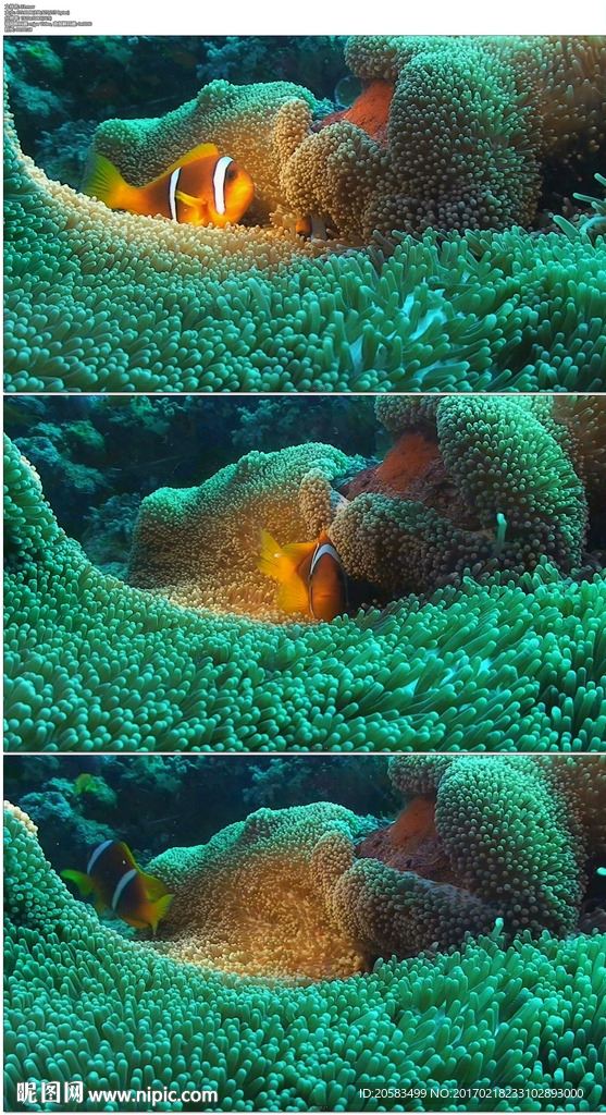 海底小丑鱼
