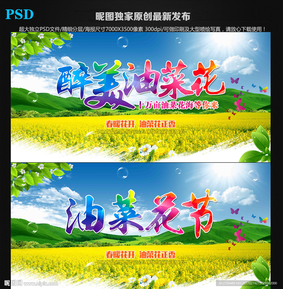 油菜花