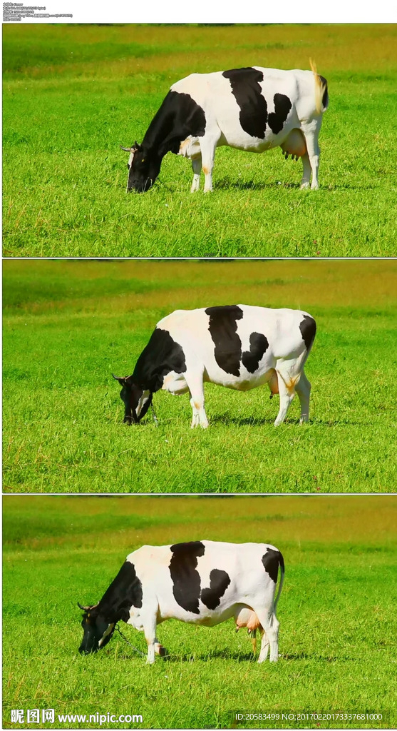 奶牛吃草