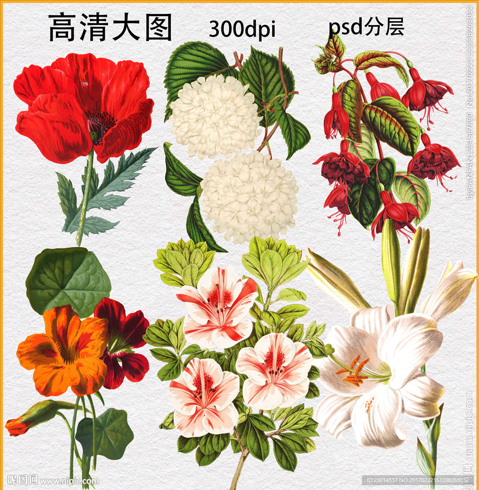 花卉植物