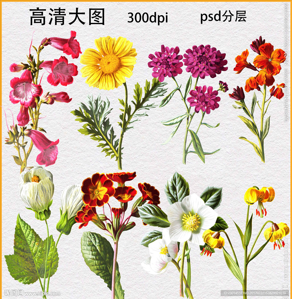 植物花卉