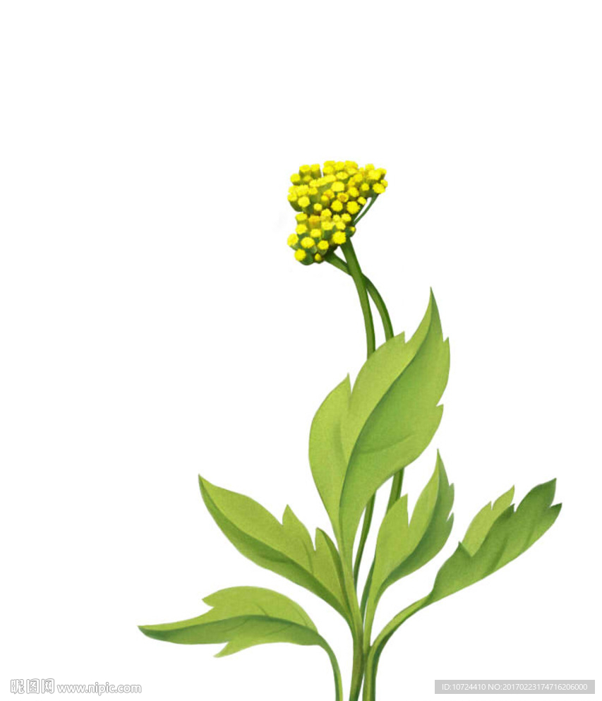 艾草插图