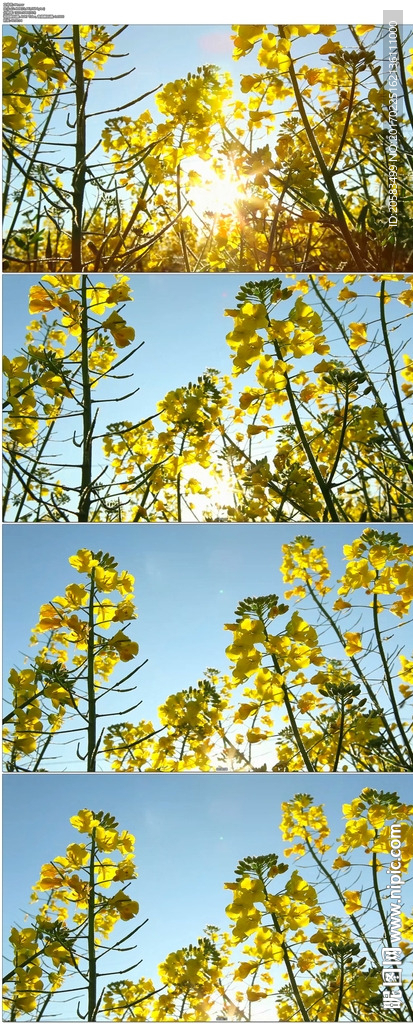 蓝天下的油菜花