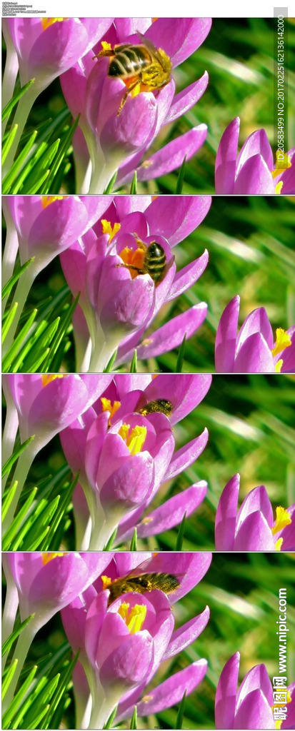 蜜蜂采花蜜