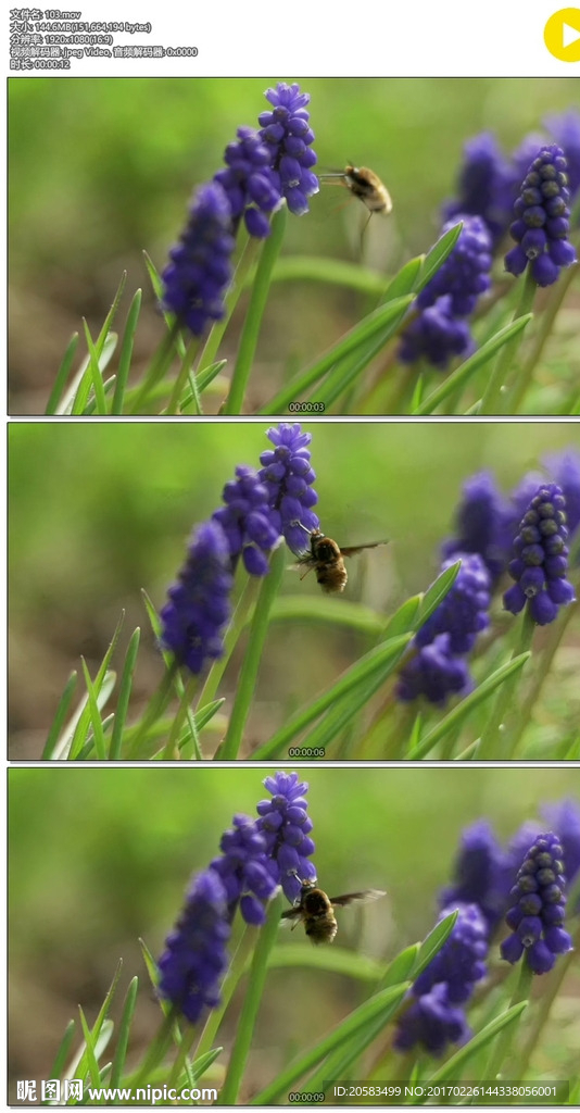 蜜蜂薰衣草