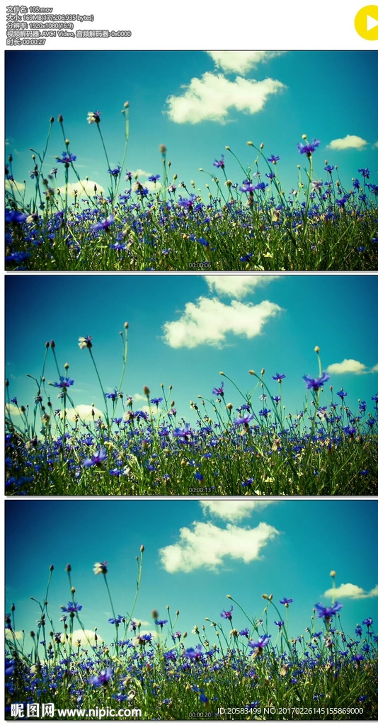 草地上盛开的蓝色鲜花