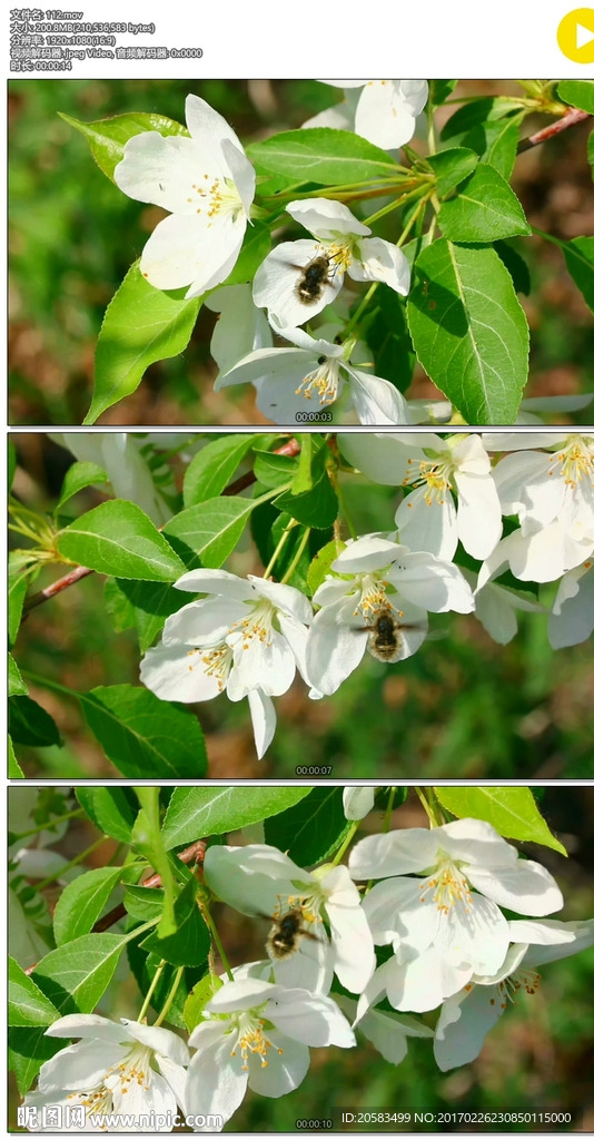 蜜蜂授粉