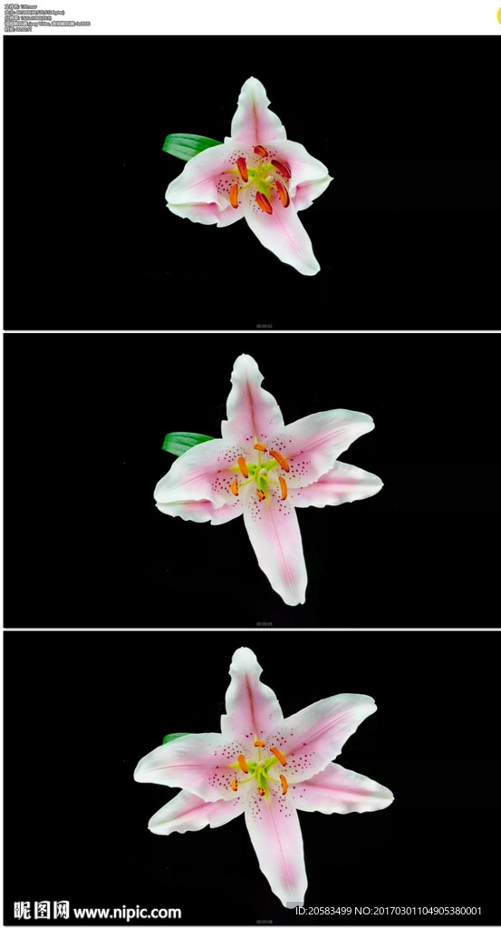 粉红色百合花盛开