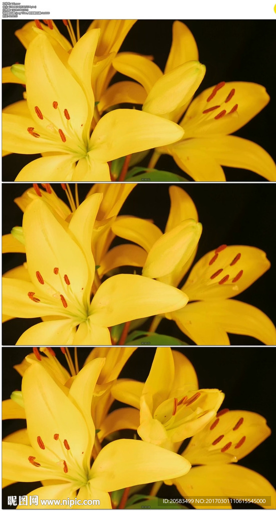 黄色百合花开放