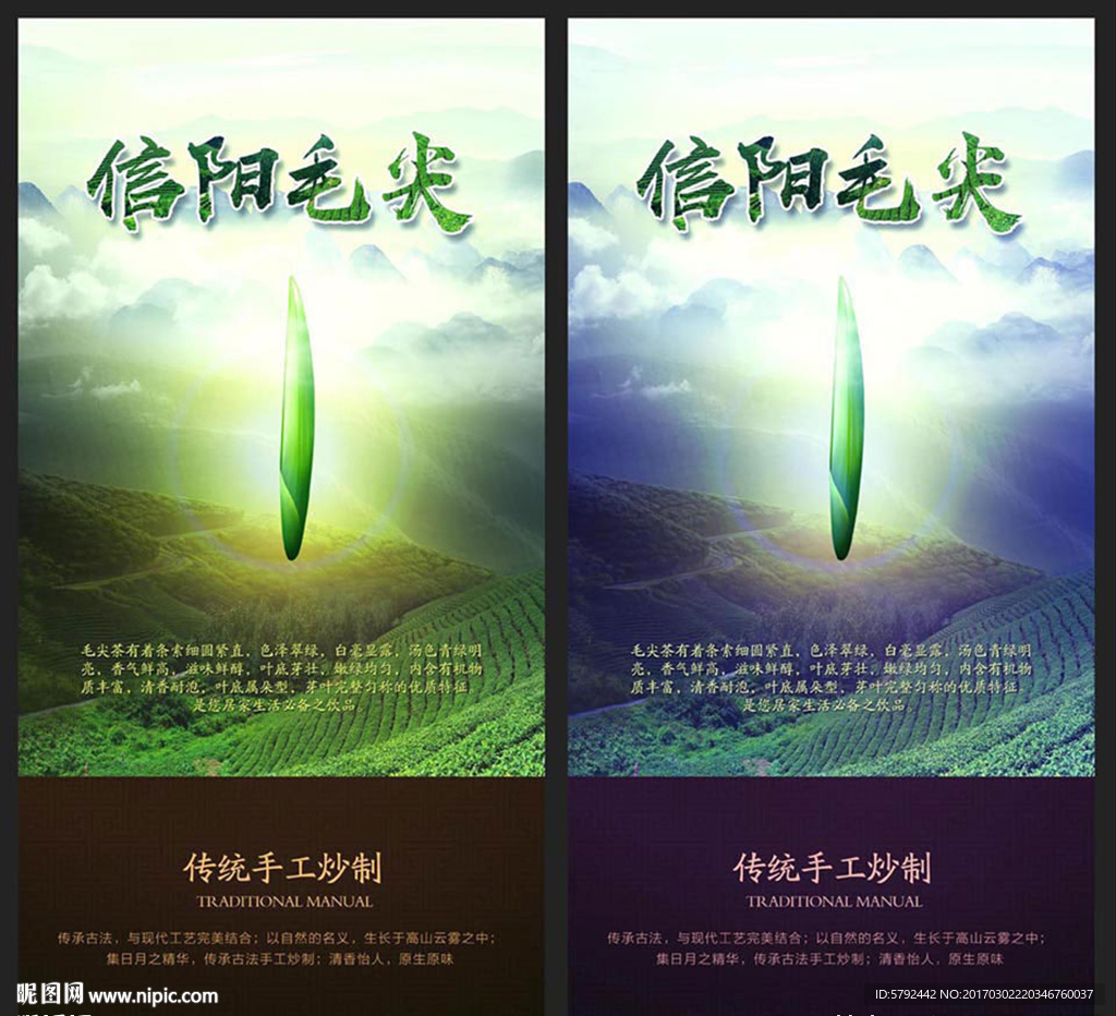 信阳毛尖、新茶、春茶