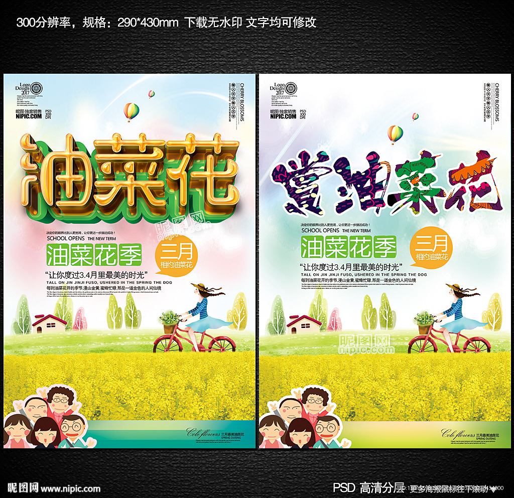 油菜花